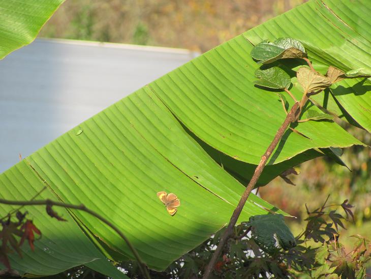 Thecla betulae